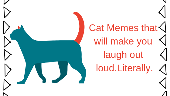 15 смешных кошачьих мемов — Appuals.com